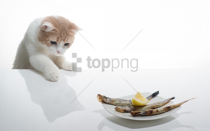 cat delicious food plates wallpaper Images in PNG format with transparency