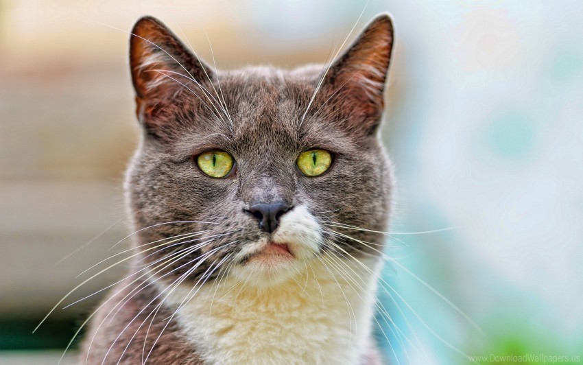 cat dissatisfied face spotted wallpaper PNG no watermark