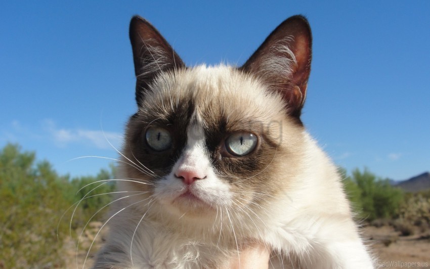cat dissatisfied grumpy cat wallpaper PNG images without licensing