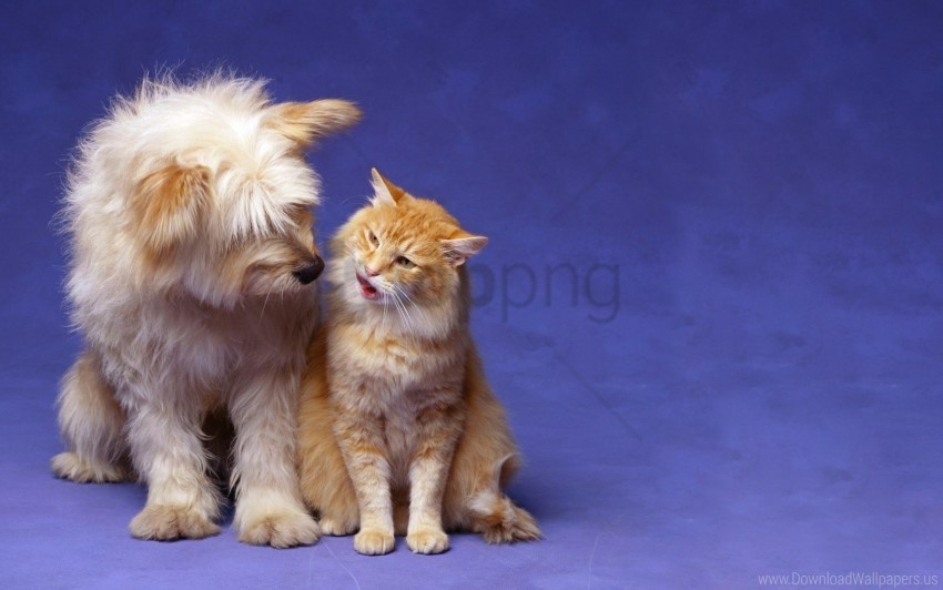 cat dog fluffy friendship wallpaper High-resolution transparent PNG images comprehensive assortment