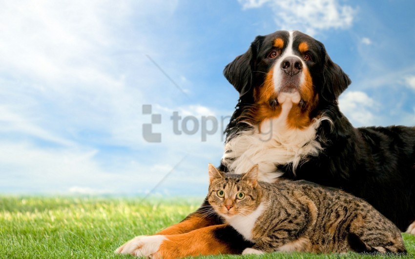 cat dog friends grass nature wallpaper Clear Background PNG Isolated Graphic Design