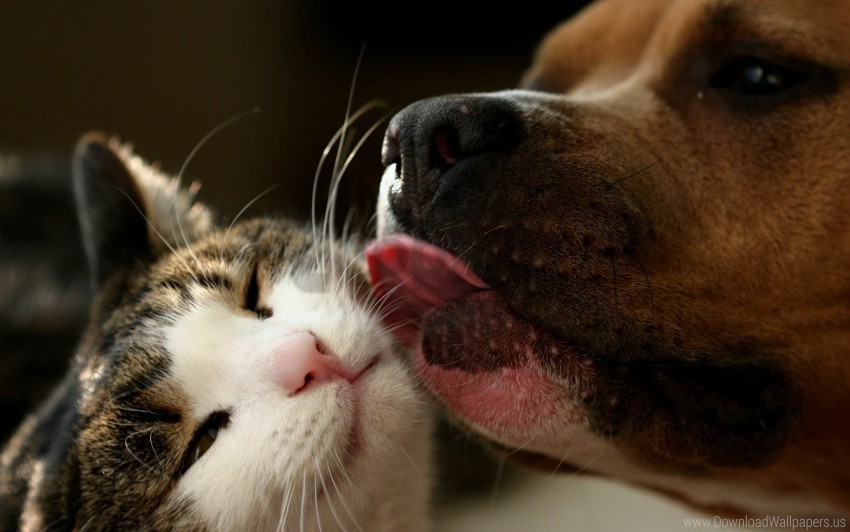 cat dog lick tongue wallpaper PNG pictures with no backdrop needed