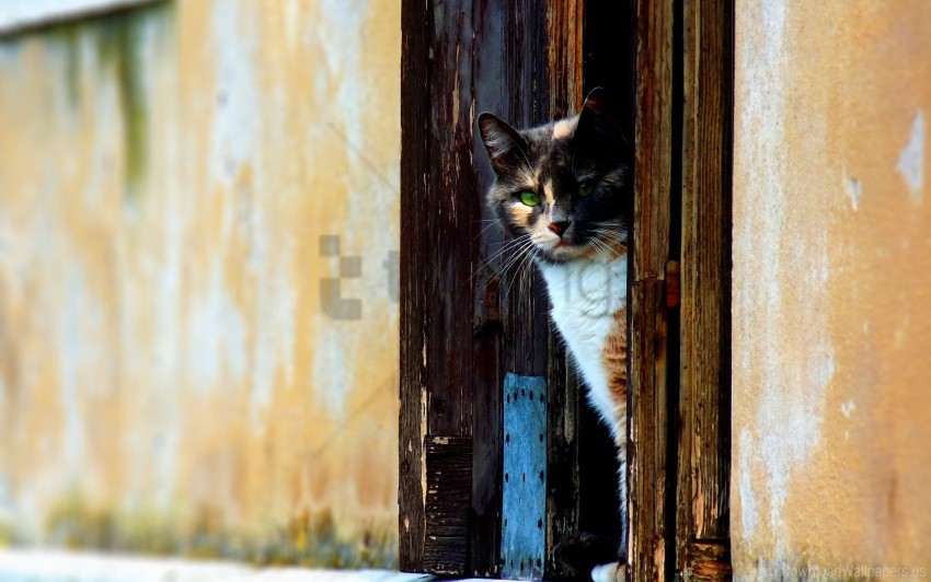 cat door looking out spotted wallpaper PNG images with no limitations