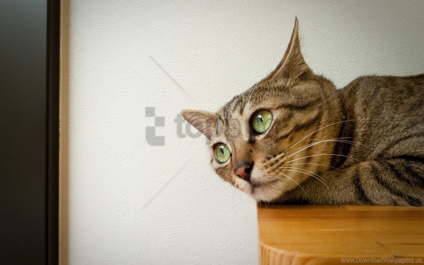 Cat Down Ears Face Wallpaper Transparent PNG Stock Photos