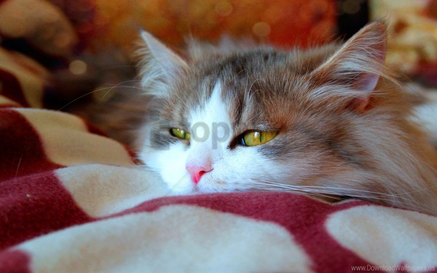 cat down face fluffy happy wallpaper PNG format