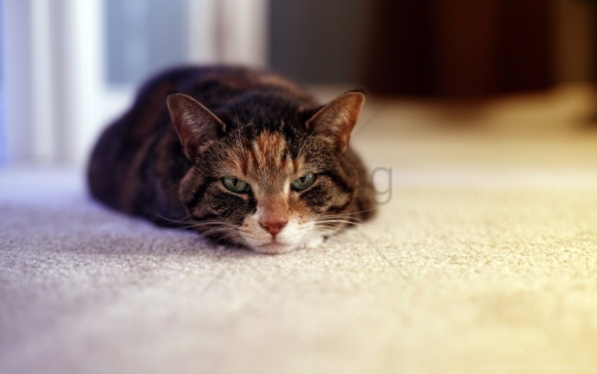 cat down face sad tired wallpaper Free PNG images with alpha transparency comprehensive compilation