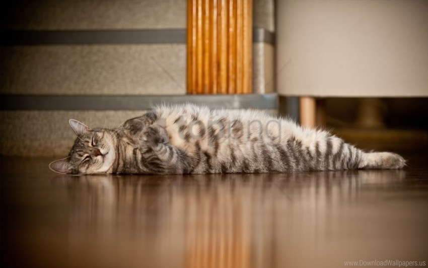 cat down floor striped wallpaper PNG images with alpha channel diverse selection