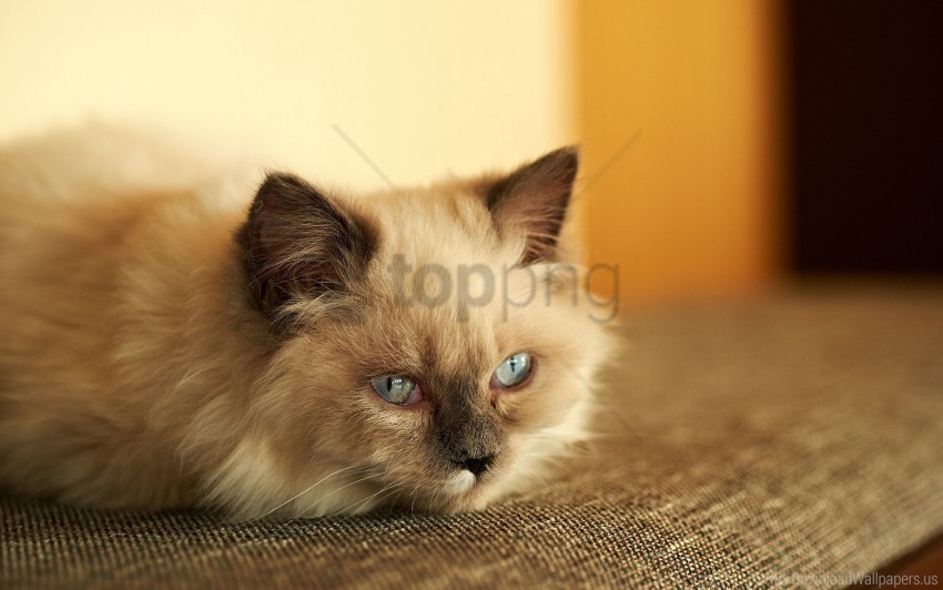 cat down fluffy sad wallpaper HighResolution PNG Isolated on Transparent Background