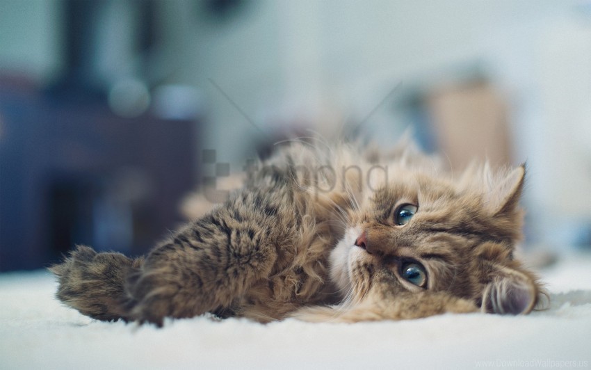 cat down fluffy wallpaper Isolated Element in Transparent PNG