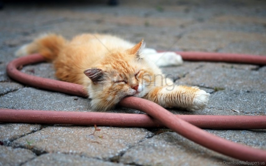 cat down furry hose wallpaper Transparent PNG images for graphic design