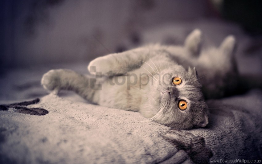 cat down kitten playful wallpaper PNG Graphic with Clear Isolation