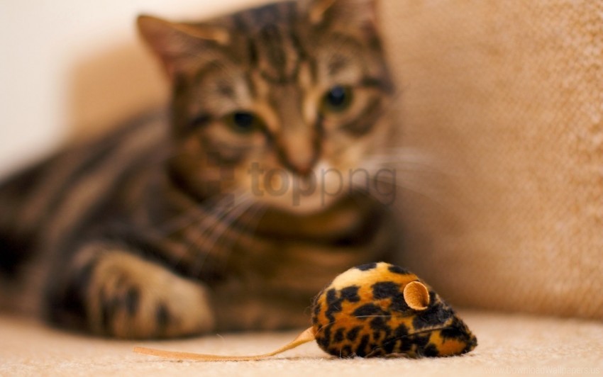 cat down mouse toy wallpaper PNG images with high transparency