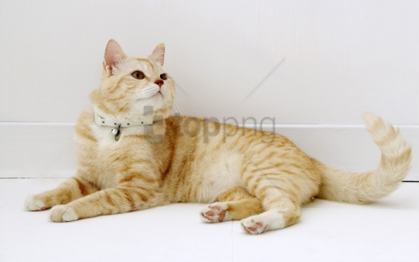 cat down striped sweet wallpaper PNG Image with Isolated Icon