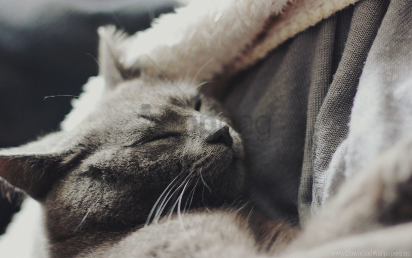 cat dream face gray wallpaper PNG with clear background extensive compilation