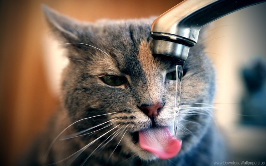 cat drink drops tap thirst water wallpaper PNG transparent photos comprehensive compilation