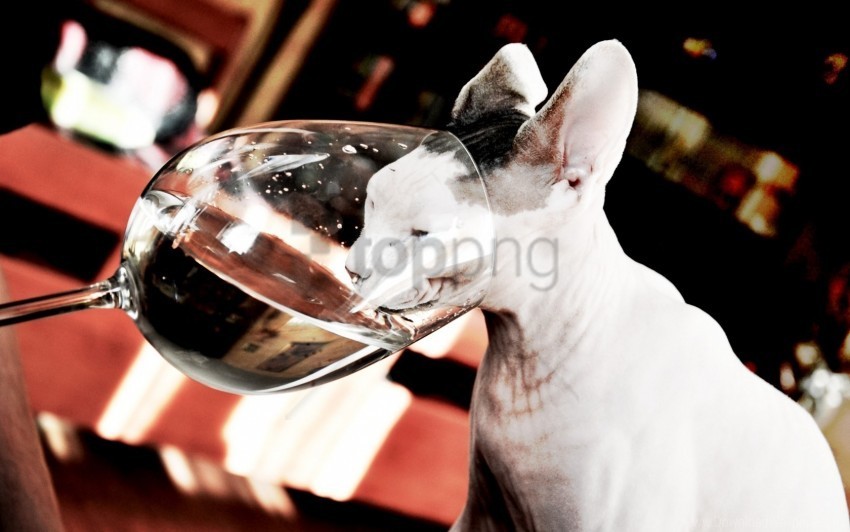 cat drink thirst wallpaper Isolated Element with Clear Background PNG