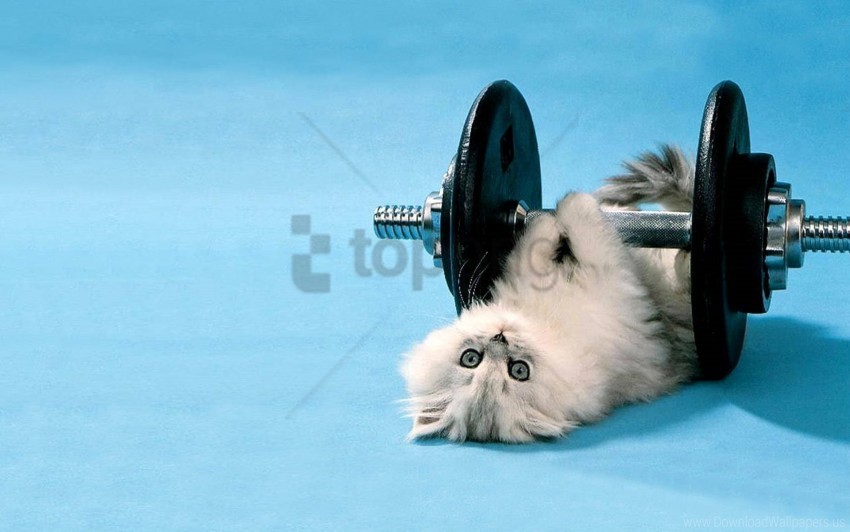 cat dumbbells funny lie wallpaper PNG images with clear backgrounds