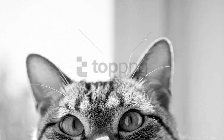 cat ears eyes hide muzzle wallpaper PNG images for advertising