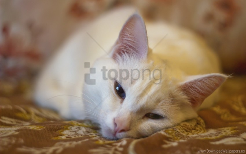 cat ears lying down muzzle sleeping wallpaper HighQuality Transparent PNG Isolated Element Detail