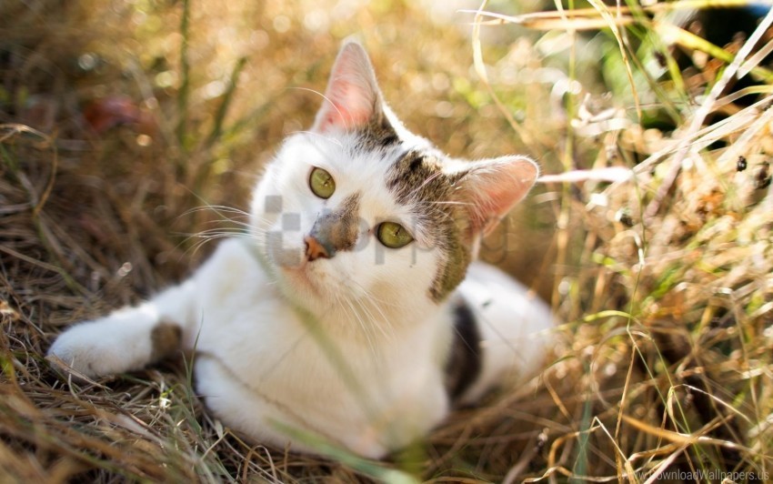 cat expectation grass opinion sitting spotted wallpaper PNG Image with Clear Isolation
