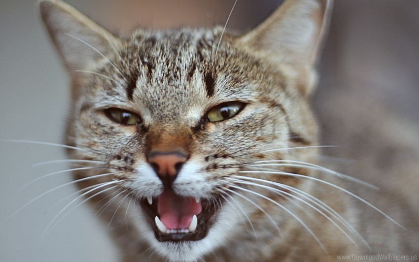 cat eyes face fear screaming wallpaper PNG Isolated Subject with Transparency