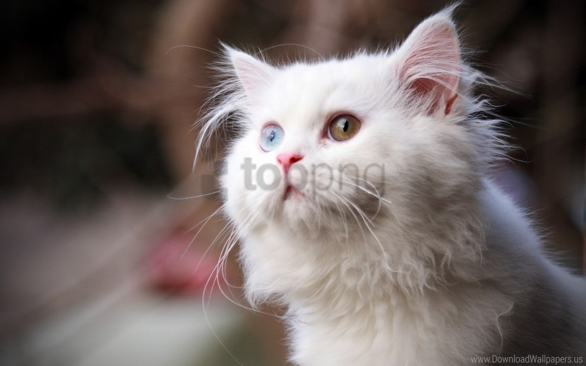 cat eyes face fluffy heterochromia wallpaper Clean Background Isolated PNG Design