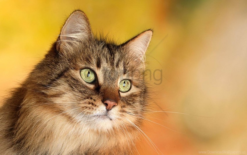 cat eyes face glare wallpaper PNG graphics with clear alpha channel