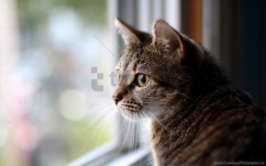 cat eyes face glass sadness waiting window wallpaper Isolated Subject in HighQuality Transparent PNG