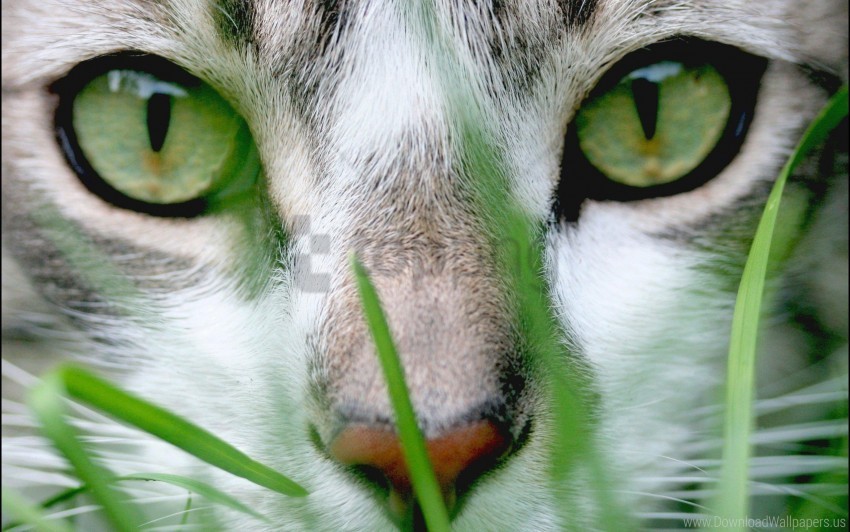 cat eyes face grass nose wallpaper Alpha PNGs