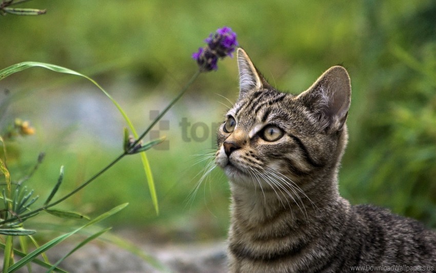 cat eyes face grass wallpaper PNG with transparent backdrop