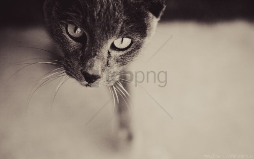 cat eyes face gray wallpaper PNG for educational projects