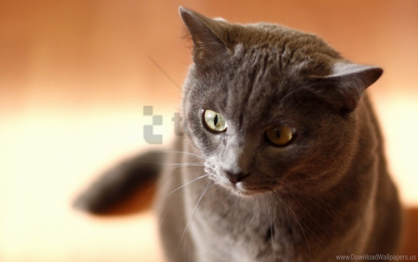 cat eyes face gray wallpaper Transparent Background PNG Object Isolation
