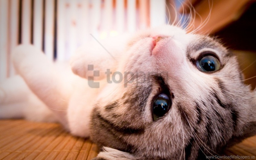 cat eyes face lie wallpaper PNG for blog use