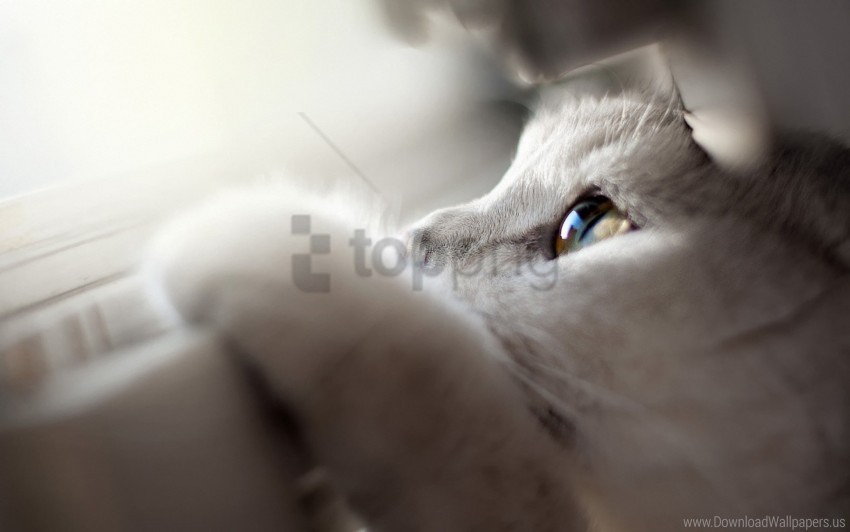 cat eyes face light wallpaper Clear background PNG images diverse assortment