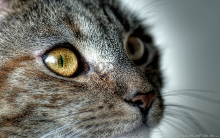 cat eyes face macro wallpaper PNG Graphic Isolated on Clear Backdrop