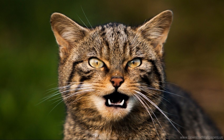 cat eyes face mustache scream wallpaper Isolated Element with Transparent PNG Background