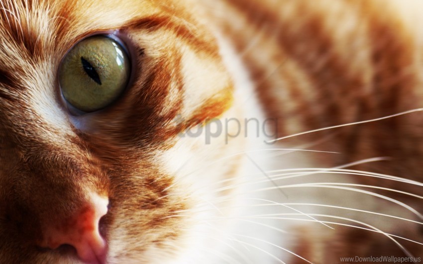 cat eyes face mustache striped wallpaper Free PNG images with transparent layers compilation