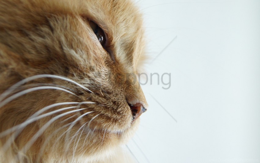 cat eyes face nose whiskers wallpaper PNG transparent photos for design