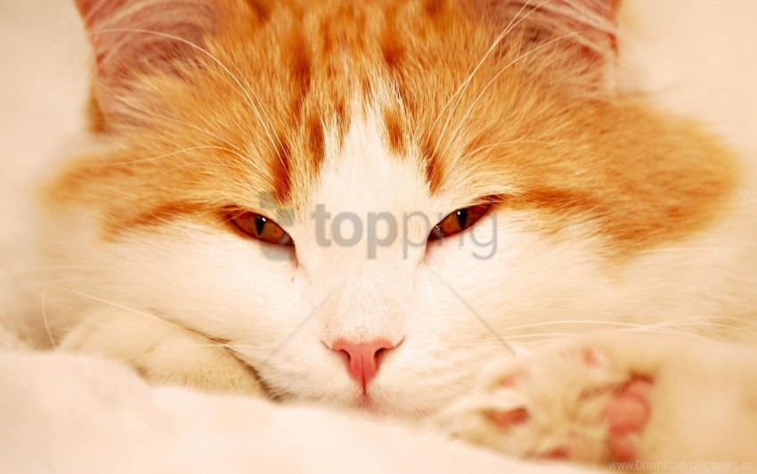 cat eyes face sleepy wallpaper Transparent PNG Isolated Graphic Design