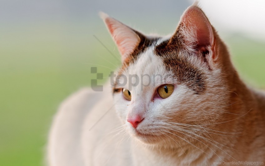 cat eyes face spotted wallpaper PNG clip art transparent background