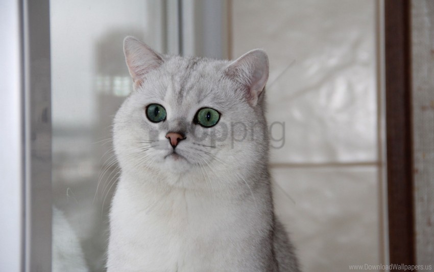cat eyes face surprise wallpaper Isolated PNG Element with Clear Transparency