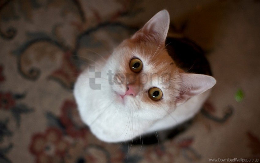 cat eyes face top view wallpaper Isolated Character in Transparent PNG Format