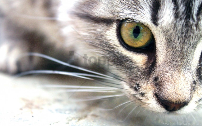 cat eyes face wallpaper PNG images with high-quality resolution