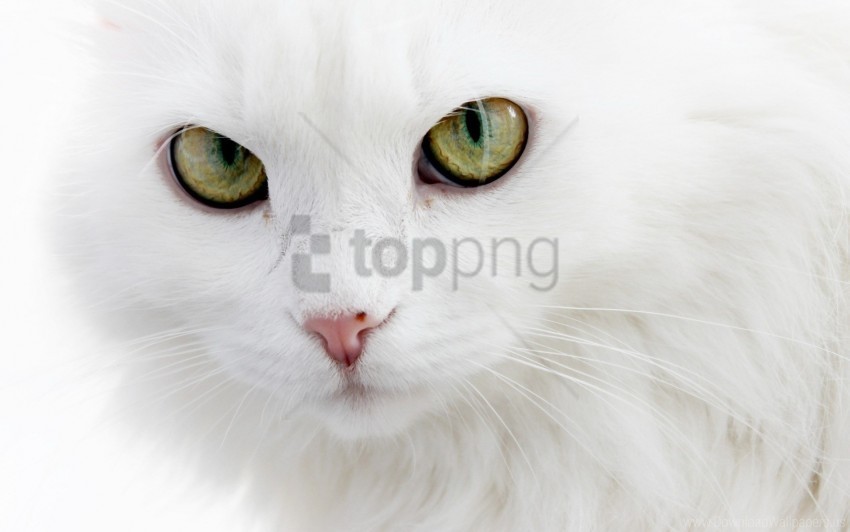 cat eyes face white wallpaper HighQuality PNG Isolated Illustration