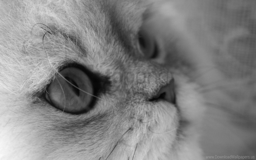 cat eyes face wool wallpaper High Resolution PNG Isolated Illustration