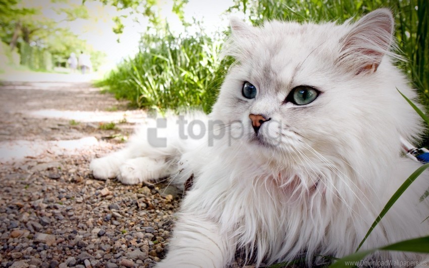 cat eyes fluffy grass lie wallpaper PNG transparent pictures for editing
