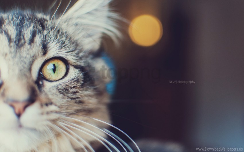 cat eyes fluffy muzzle wallpaper PNG free download transparent background