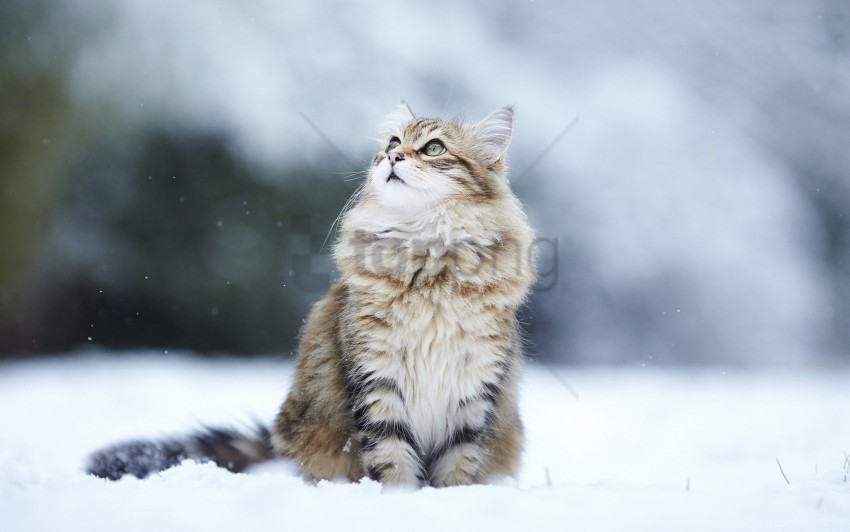 cat eyes fluffy snow wallpaper PNG images with alpha mask