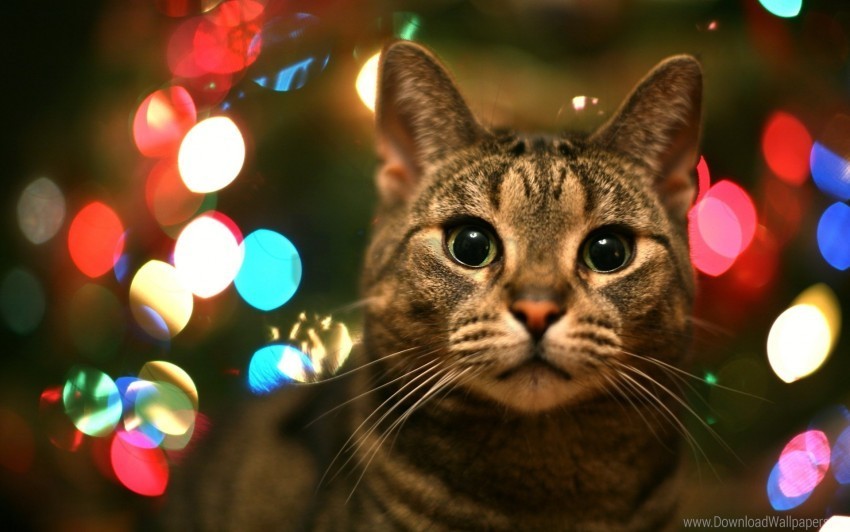 cat eyes glare muzzle wallpaper Transparent PNG images with high resolution