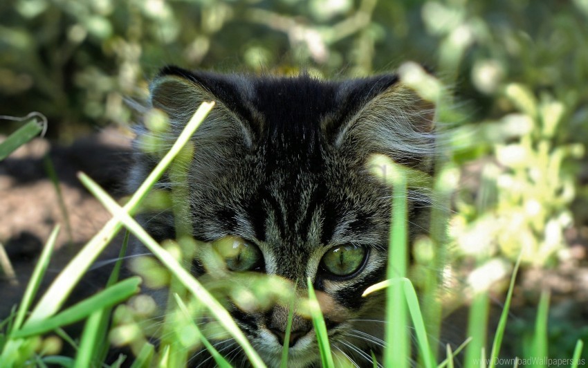 cat eyes grass hunting surprise wallpaper Free PNG images with transparent layers diverse compilation